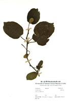 藏品(臺灣羊桃)的圖片